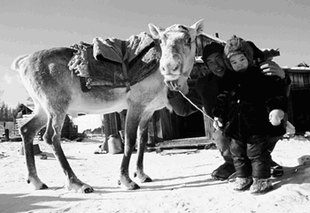 Эвенки Баунта до сих пор используют оленей как средство передвижения